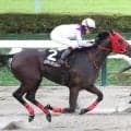 【注目馬動向】メリディアンスターは霜月Ｓへ
