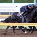 【天皇賞・秋】クロワデュノールは「世界的に見てもいいポテンシャル」Ｃデムーロ騎手が１１か月ぶり騎乗で太鼓判