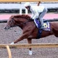 【天皇賞・秋】安田翔伍調教師「３着はもう見たくはない」Ｇ１で４戦連続３着のダノンデサイルが王座奪還目指す