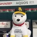 【ソフトバンク】第１戦、第２戦ベンチ外のお父さん犬も本拠地胴上げで歓喜の輪に参加