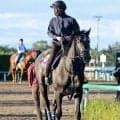 【天皇賞・秋】リアライズシリウス陣営は７枠１３番を歓迎　手塚久調教師「真ん中よりやや外めで競馬がしやすいかな」