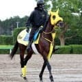 【ＪＢＣスプリント】ダートＧ１級３勝のウィルソンテソーロはＷコースで併入　高木調教師「湿った馬場の方が…」