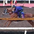 【注目馬動向】馬体３０キロ増でパワーアップ！ジュウリョクピエロはラスト２ハロン１１秒台連発　来週から今村聖奈騎手騎乗