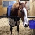 【ＰＯＧ】血統馬フェイムシーカーが芝２０００メートル戦でデビュー　吉岡調教師「きょうだいを見ても芝の中距離で走りそう」