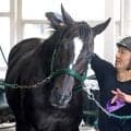 【天皇賞・秋】「ドラマみたい」セイウンハーデス屈腱炎乗り越え万感ラストラン