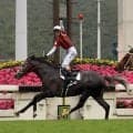 ウインブライトがわずか６シーズンで種牡馬引退　現役時代は香港の中距離Ｇ１を２勝　ビッグレッドファームが発表