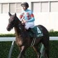 【注目馬動向】京成杯ＡＨ６着のフォルテアンジェロは福島記念を目標に調整　シルク・ホースクラブが発表