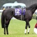 “伝説の最敬礼”から１４年…日本中に感動与えたエイシンフラッシュとＭデムーロ騎手が再会！天皇賞・秋の日に東京競馬場へ来場！