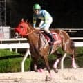【阪神アーバン競馬】名古屋のエレインアスティが６馬身差圧勝　望月洵輝騎手「いい思い出になりました」兵庫クイーンＣ