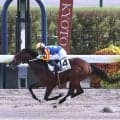 【京都６Ｒ・２歳新馬】１１番人気の伏兵サイモンレコルトが大外から上がり最速Ｖ　幸英明騎手「すごくセンスがある」