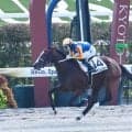 【京都6R新馬戦結果】11番人気サイモンレコルトがV スピーカーズコーナー産駒のJRA初勝利