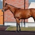 コスタノヴァが優駿スタリオンステーションに到着 フェブラリーS連覇馬