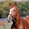 シンエンペラーがアロースタッドに到着 凱旋門賞馬ソットサスの全弟