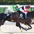 【ペルセウスＳ】豪脚で復活Ⅴのジェイパームス、昨年の同レース以来の勝利に大野拓弥騎手「地力がある馬」