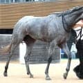 【注目馬動向】無傷２連勝中のシルバーウィルは武豊騎手で阪神ＪＦへ　松永幹調教師「ハナにこだわる馬じゃない」