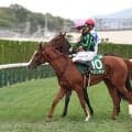 【ファンタジーＳ・陣営談話】首差２着のフェリチタ　松山弘平騎手「距離は全然大丈夫でした」