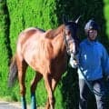 【天皇賞・秋・土曜気配】札幌記念の覇者シェイクユアハートは初の東京競馬場入り　陣営「左回りも絶対にいい」