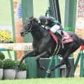 残り少ないディープ産駒 ディープモンスターがBCターフの日本馬初制覇に挑む