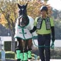 【天皇賞・秋・土曜気配】「ここまで勝っているのが７、８枠。プラス思考で」外枠巧者のジョバンニが一発狙う