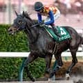 史上初の偉業なるか テーオーエルビスがBCスプリントに挑む