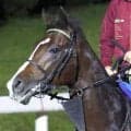 【ＢＣマイル】３歳馬アスクイキゴミは健闘の５着　初のマイル戦となったルガルとともに歴史的勝利はならずも...