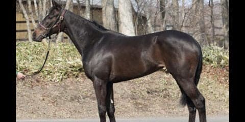 怪物の子ミスエルテとはひと味違う、妹ミカリーニョはココがすごい