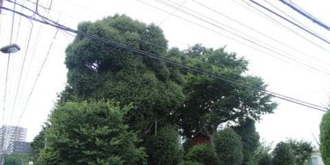 【小さな山旅】高層ビルと最低山…埼玉県さいたま市・浅間山