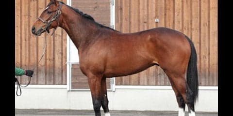 ＧＩ６勝の名馬モーリスの弟、ルーカスは「兄と同じような走りをする」