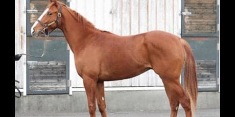 怪物オルフェ産駒の超期待馬、シンハラージャは「スピードが出すぎ」