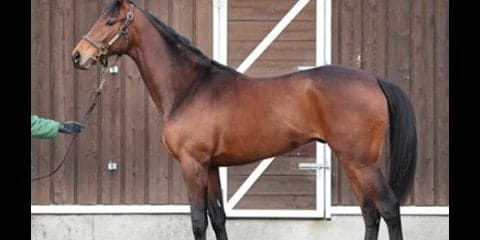 超名牝アゼリの子、シルヴァンシャーの資質に育成担当が「キターッ！」