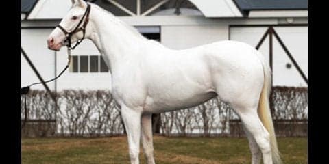 白毛ユキチャンの子、ハウナニは見た目も凄いが資質も「今までで一番」