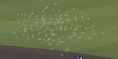 Koboパーク宮城で珍事　鳥の群れが襲来、グラウンド旋回で試合再開できず