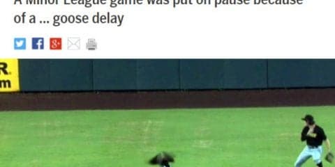 【MLB】日本は鳥の群れ、米国は1羽のガチョウ!?　マイナーリーグの試合が“珍事”で遅延