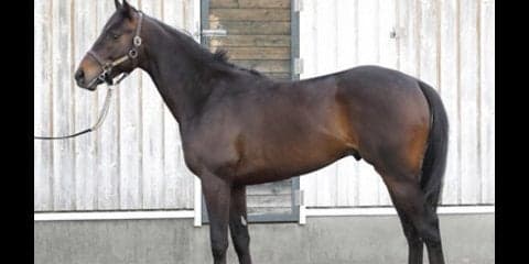 優れた馬格のトーセンブレイヴ。「僕が兄弟の出世頭に」と母に誓う