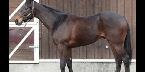 女帝のひ孫、アドマイヤキングは現役ジョッキーも「心臓がいい」と絶賛