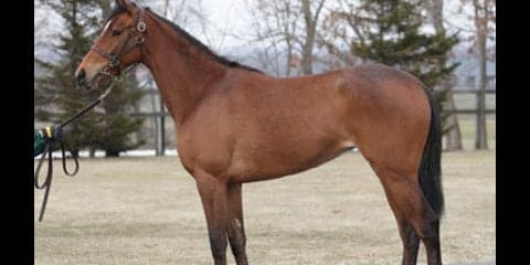 まもなくデビュー。サトノダイヤモンドの妹、マルケッサの前評判