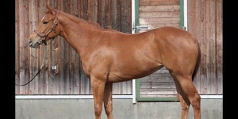 偉大なる姉ブエナビスタに続け。プリメラビスタはデビューへ視界良好