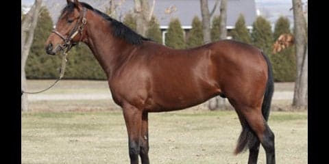 堀厩舎では「あり得ないくらい」絶賛。大器ブレステイキングは本物か