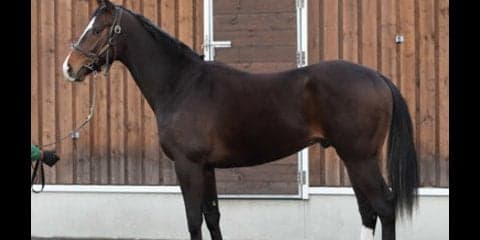 馬名が「世界制覇」。ヴェルテアシャフトは池江調教師も認める超大物