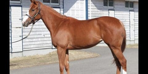 見た目も、性格も「怪物」にそっくり。やんちゃ娘シエラに膨らむ期待