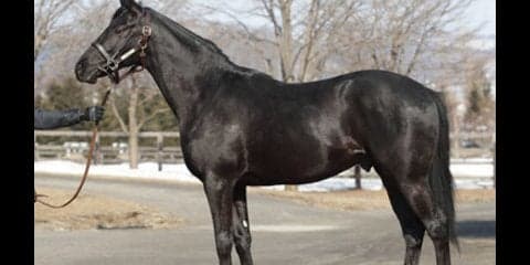 ステイ産駒のウムラオフは、ディープ産駒の兄と「特徴があべこべ」