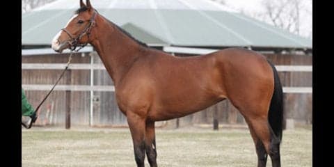 ダービー２着。スワーヴリチャードの妹、ルナステラはカイ食いがカギ