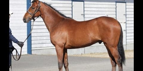 兄よ姉よ、見ててくれ。タンタフエルサは着実にクラシックの夢を追う