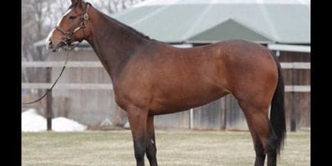 いま話題の角居厩舎が大切に育てる、リンフォルツァンドは繁栄の一族