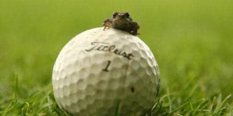 6歳の天才少女ゴルファーの集中力が常軌を逸している「トイレに行くのも忘れておしっこを漏らす」