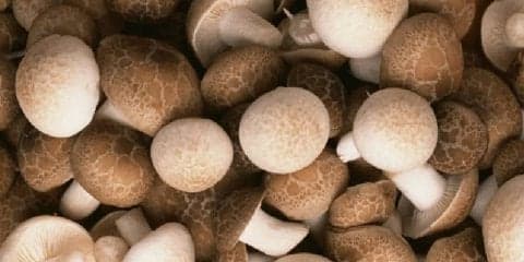 食べるだけでダイエットと美容に◎きのこのうれしい効果５つ