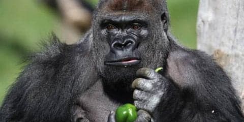 【使用法】大谷翔平はフルゴリラ…？「今年の流行語大賞狙えそう」との声も