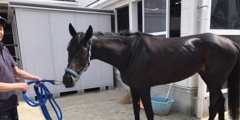 【京都4R/3歳未勝利】フォルシュナイト前半からついていけず、12着敗退