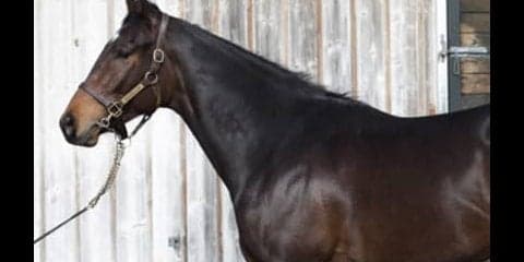 気鋭の種牡馬×名牝シーザリオ。サートゥルナーリアは、すごい評判！