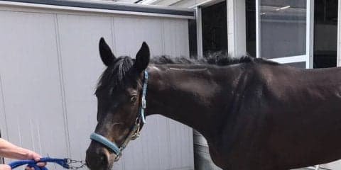 【京都4R/3歳未勝利】吉村師「中京戦で使えれば…」フォルシュナイト12着でよもやの惨敗